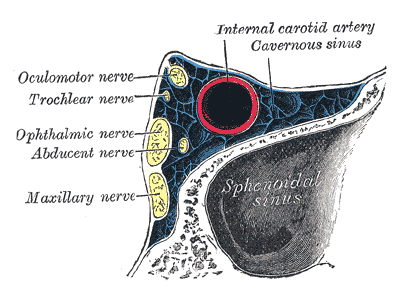 Oblique section through the right cavernous sinus2